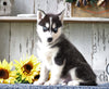 AKC Registered Siberian Husky For Sale Millersburg, OH Male- Cooper