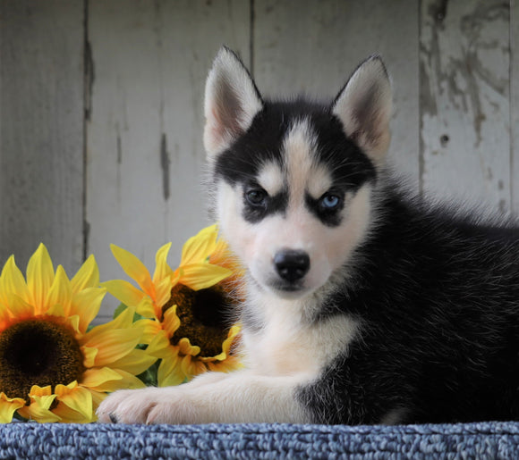 AKC Registered Siberian Husky For Sale Millersburg, OH Male- Tucker