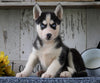 AKC Registered Siberian Husky For Sale Millersburg, OH Male- Rocky