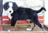 AKC Registered Bernese Mountain Dog For Sale Millersburg, OH Male- Thomas