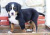 AKC Registered Bernese Mountain Dog For Sale Millersburg, OH Male- Moose