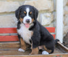 AKC Registered Bernese Mountain Dog For Sale Millersburg, OH Male- Moose
