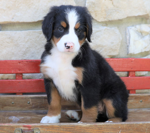 AKC Registered Bernese Mountain Dog For Sale Millersburg, OH Female- Lilly