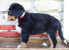 AKC Registered Bernese Mountain Dog For Sale Millersburg, OH Male- Sarge