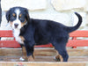 AKC Registered Bernese Mountain Dog For Sale Millersburg, OH Female- Rose