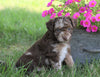 Poodle Mix Puppy For Sale Millersburg, OH Male- Ace