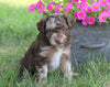 Poodle Mix Puppy For Sale Millersburg, OH Male- Ace