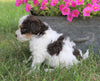 Poodle Mix Puppy For Sale Millersburg, OH Female- Cutie