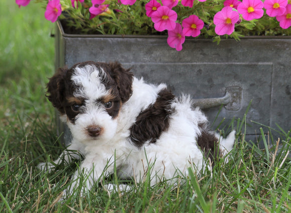 Poodle Mix Puppy For Sale Millersburg, OH Female- Cutie