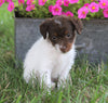 Toy Fox Terrier Mix Puppy For Sale Millersburg, OH Female- Kate