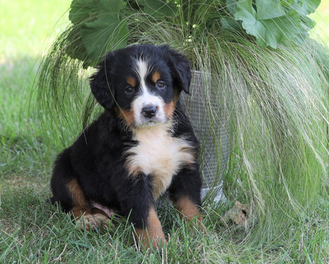 AKC Registered Bernese Mountain Dog For Sale Millersburg, OH Male- Marshall