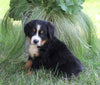 AKC Registered Bernese Mountain Dog For Sale Millersburg, OH Male- Marshall