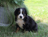 AKC Registered Bernese Mountain Dog For Sale Millersburg, OH Female- Magic