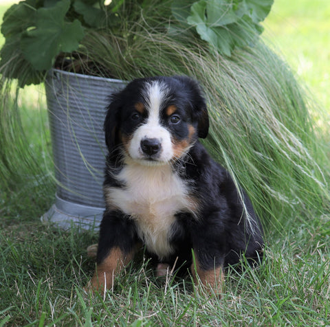 AKC Registered Bernese Mountain Dog For Sale Millersburg, OH Female- Magic