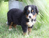 AKC Registered Bernese Mountain Dog For Sale Millersburg, OH Female- Jewel