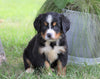 AKC Registered Bernese Mountain Dog For Sale Millersburg, OH Female- Jewel