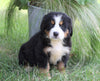 AKC Registered Bernese Mountain Dog For Sale Millersburg, OH Female- Carla