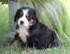 AKC Registered Bernese Mountain Dog For Sale Millersburg, OH Female- Carla