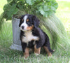 AKC Registered Bernese Mountain Dog For Sale Millersburg, OH Female- Princess