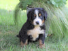 AKC Registered Bernese Mountain Dog For Sale Millersburg, OH Female- Kelly
