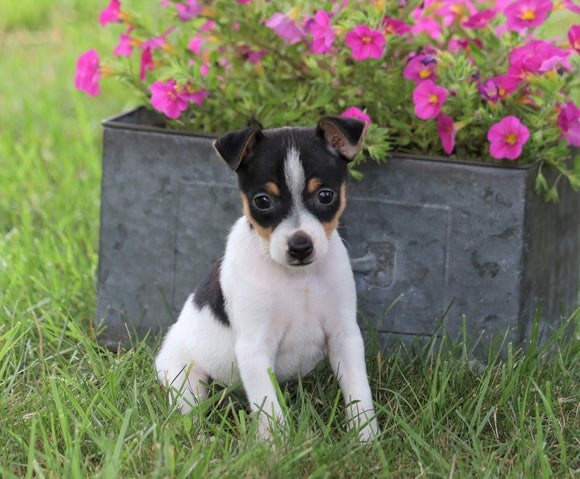 Toy Fox Terrier For Sale Millersburg, OH Female- Skye