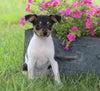 Toy Fox Terrier For Sale Millersburg, OH Male- Rocky