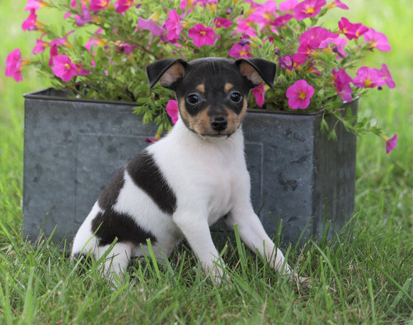 Toy Fox Terrier For Sale Millersburg, OH Male- Rocky