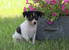 Toy Fox Terrier For Sale Millersburg, OH Male- Sporty