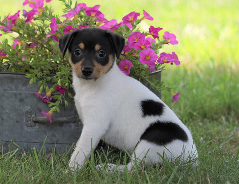 Toy Fox Terrier For Sale Millersburg, OH Male- Champ