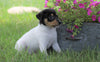 Toy Fox Terrier For Sale Millersburg, OH Male- Champ
