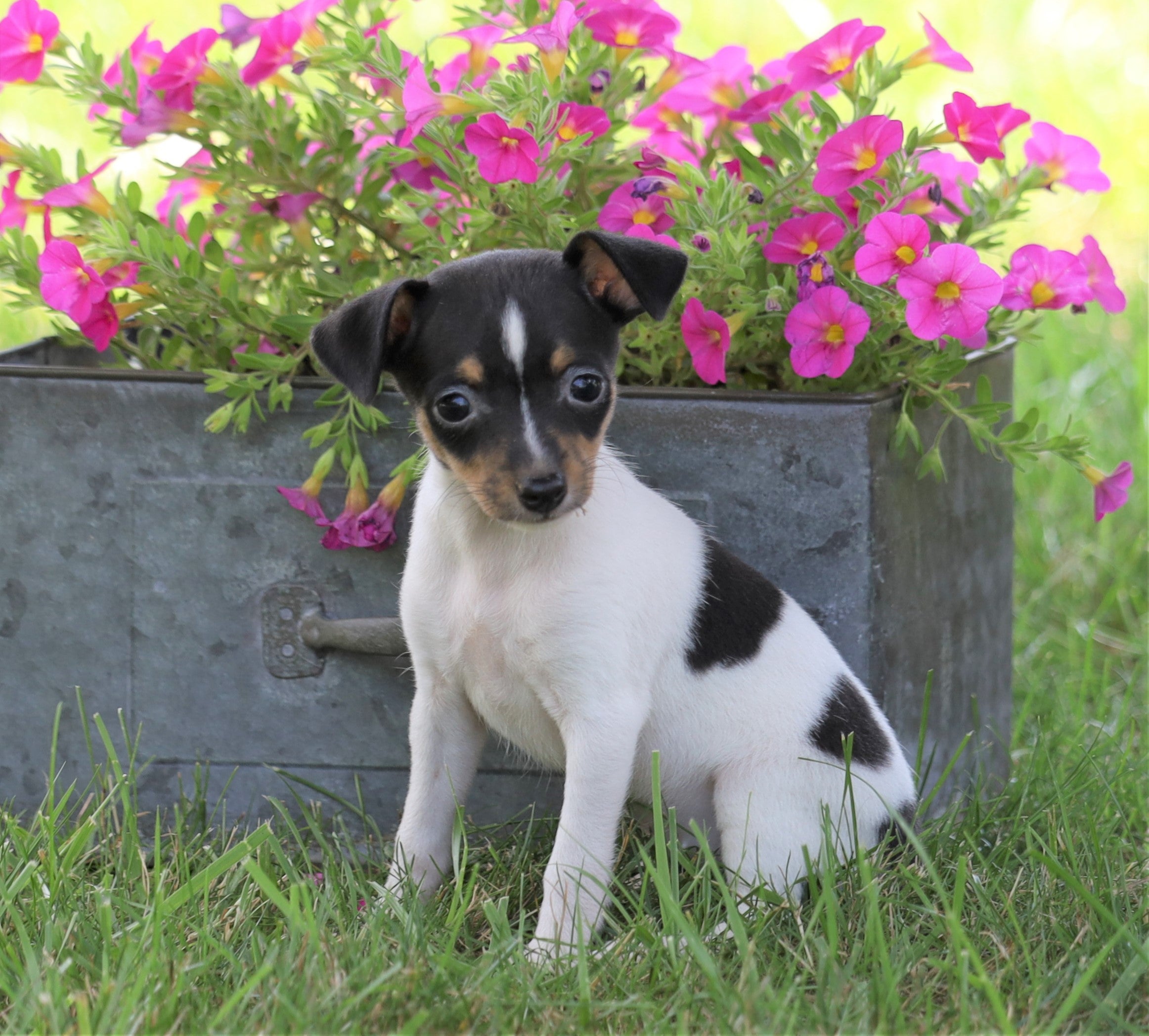 Toy Fox Terrier For Sale Millersburg, OH Female Nika AC Puppies LLC