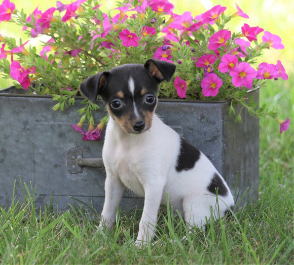 Toy Fox Terrier For Sale Millersburg, OH Female- Nika