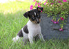 Toy Fox Terrier For Sale Millersburg, OH Female- Nika