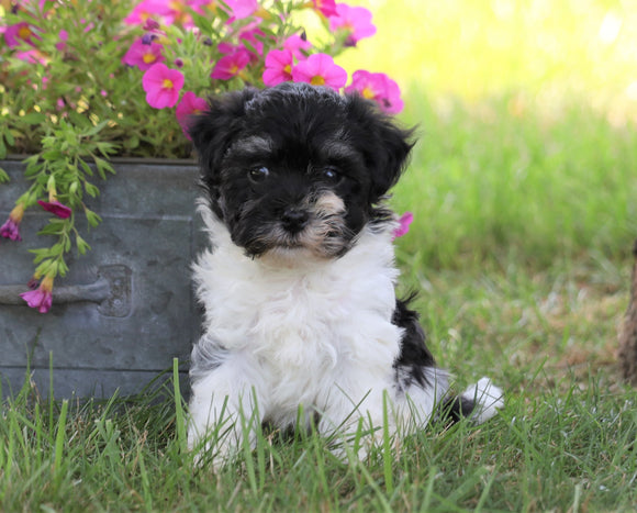 AKC Registered Havanese For Sale Millersburg, OH Male- Chase