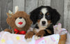 AKC Registered Bernese Mountain Dog For Sale Brinkhaven, OH Female- Bailey
