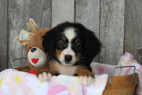 AKC Registered Bernese Mountain Dog For Sale Brinkhaven, OH Female- Bailey