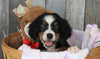 AKC Registered Bernese Mountain Dog For Sale Brinkhaven, OH Female- Bailey