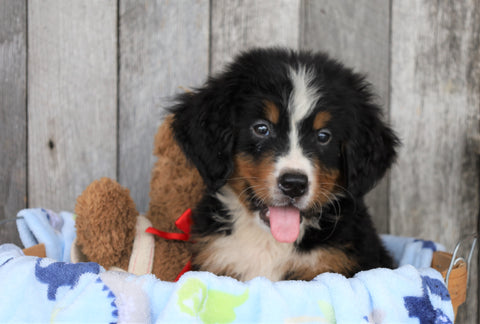AKC Registered Bernese Mountain Dog For Sale Brinkhaven, OH Male- Richie