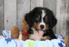 AKC Registered Bernese Mountain Dog For Sale Brinkhaven, OH Male- Richie