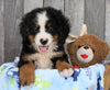 AKC Registered Bernese Mountain Dog For Sale Brinkhaven, OH Male- Ronnie