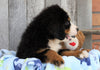 AKC Registered Bernese Mountain Dog For Sale Brinkhaven, OH Male- Ronnie