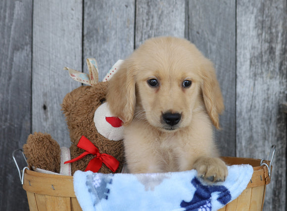 AKC Registered Golden Retriever For Sale Brinkhaven, OH Male- Griffin