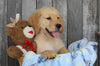 AKC Registered Golden Retriever For Sale Brinkhaven, OH Male- Rocky