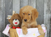 AKC Registered Golden Retriever For Sale Brinkhaven, OH Female- Zoey