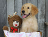 AKC Registered Golden Retriever For Sale Brinkhaven, OH Female- Oakley