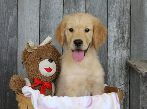 AKC Registered Golden Retriever For Sale Brinkhaven, OH Female- Oakley