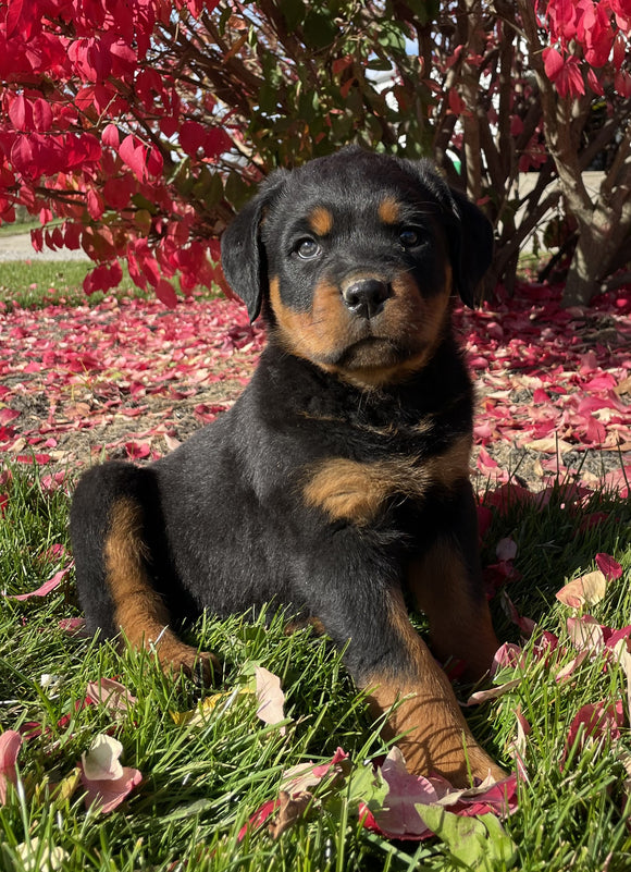 Rottweiler For Sale Beach City OH Male-Diesel