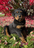 Rottweiler For Sale Beach City OH Male-Diesel