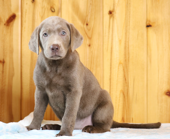 AKC Registered Silver Labrador Retriever For Sale Fredericksburg, OH Female- Ann