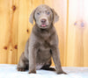 AKC Registered Silver Labrador Retriever For Sale Fredericksburg, OH Female- Ann